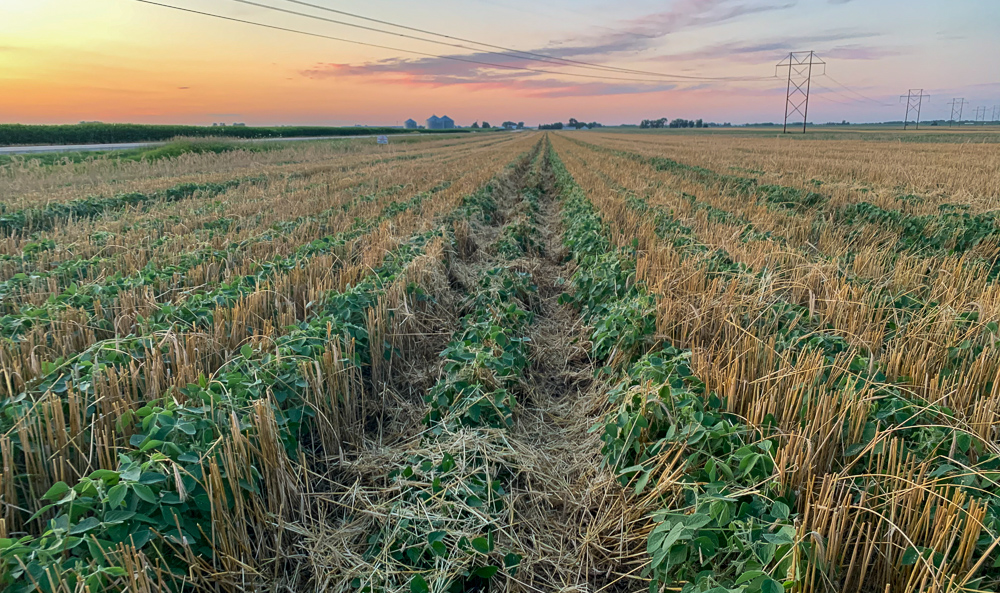 Relay Cropping Definition In Hindi